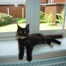 Maine Coon glitter girl(anto cat)