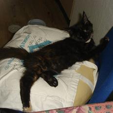 Maine Coon glitter girl(anto cat)