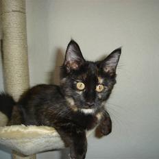 Maine Coon glitter girl(anto cat)