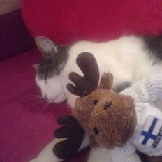 Blanding af racer Flossy (L' ;b