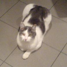 Blanding af racer Flossy (L' ;b