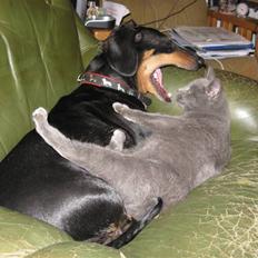 Huskat Sofabamsen **I Himlen**