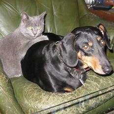 Huskat Sofabamsen **I Himlen**