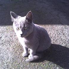 Huskat Sofabamsen **I Himlen**