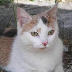 Blanding af racer Hittemis *løbet hjemmefra