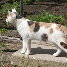 Blanding af racer Hittemis *løbet hjemmefra