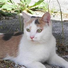 Blanding af racer Hittemis *løbet hjemmefra