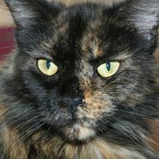 Maine Coon Bæklund´s Grace