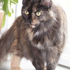Maine Coon Bæklund´s Grace