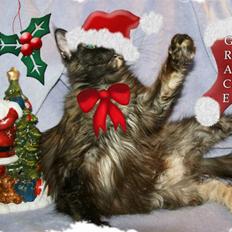Maine Coon Bæklund´s Grace