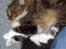 Maine Coon chilli