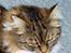 Maine Coon chilli