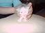 Maine Coon chilli