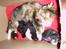 Maine Coon chilli