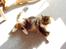 Maine Coon chilli