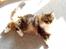 Maine Coon chilli