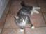 Maine Coon Sian