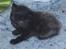 Huskat Tobber *R.I.P* - Lille Tobber