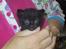 Huskat Tobber *R.I.P*