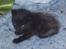 Huskat Tobber *R.I.P*
