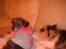 Perser la bool`s stinne
