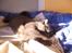 Chartreux Filur R.I.P. - Aaah min sol kom igen
