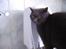 Chartreux Filur R.I.P. - Så er jeg færdig med at drikke