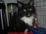 Maine Coon R.I. P min lille dreng,  Mega Good-Will " Willow" - min Dejlige Tiger misser...