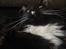 Maine Coon R.I. P min lille dreng,  Mega Good-Will " Willow" - willow er nu 7mdr...og lige så stor som min Attika...