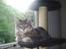 Maine Coon Corona aka Cassi