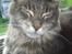 Maine Coon Corona aka Cassi
