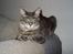 Maine Coon Corona aka Cassi