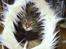 Maine Coon Corona aka Cassi
