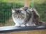 Maine Coon Sirius