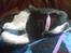 Huskat Miss Black Mystic <3 R.I.P :'(