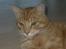 Blanding af racer simpley red - han SMUKKE hovde <3 elsker den kat