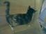 Blanding af racer Muddi  *R.I.P.*