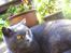 Chartreux Filur R.I.P.