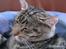 Huskat Arthur.  †rest in peace†