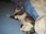 Huskat Feline - nu med kilinger