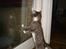 Huskat Feline - nu med kilinger