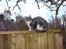 Huskat Feline - nu med kilinger