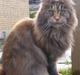 Maine Coon Løve Hulen's Limousine