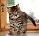 British Shorthair DK Egsgård's Alpha