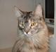 Maine Coon tøzen