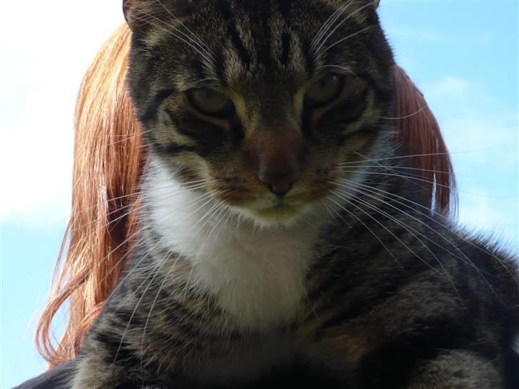 Huskat Pølle mis billede 9