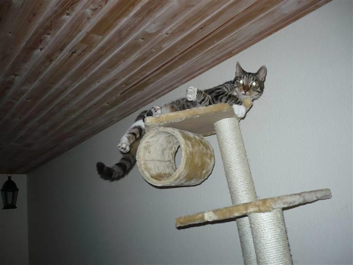 Huskat Pølle mis billede 10