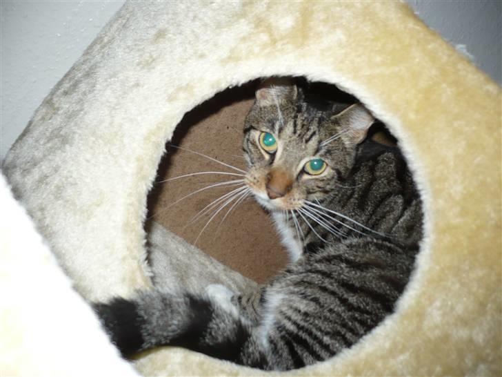 Huskat Pølle mis billede 11