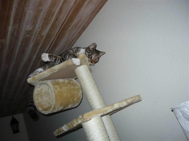 Huskat Pølle mis billede 12