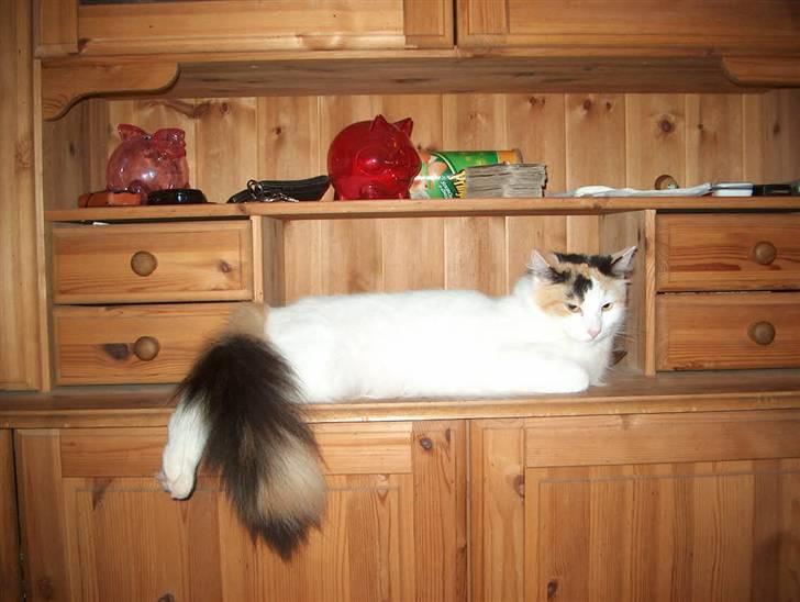 Norsk Skovkat Guldfossens Bertha - Ja her ejer jeg det hele. " syntes hun at sige " billede 1